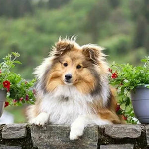 Sheltie Schilderijen Diamond Painting